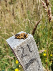 Leioproctus fulvescens