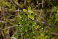 Leionema elatius beckleri