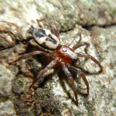 Sergiolus montanus