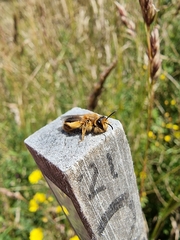 Leioproctus fulvescens