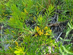 Persoonia chamaepeuce