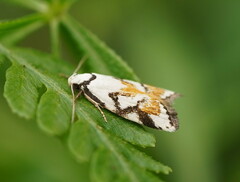 Cosmaresta anarrecta