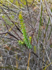 Epacris pulchella
