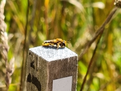 Leioproctus fulvescens