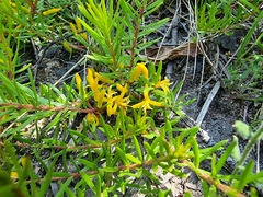 Persoonia chamaepeuce