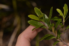Leionema elatius beckleri