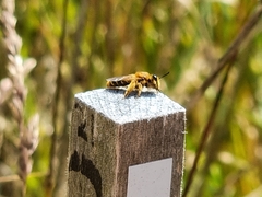 Leioproctus fulvescens