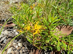 Persoonia chamaepeuce