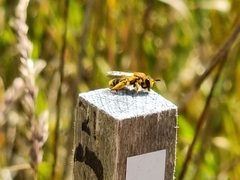 Leioproctus fulvescens