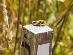 Leioproctus fulvescens