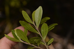 Leionema elatius beckleri