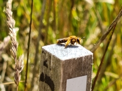 Leioproctus fulvescens