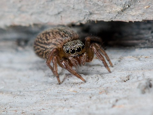 White-Palped Jumping Spider