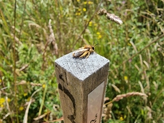 Leioproctus fulvescens