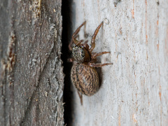 Euophrys frontalis