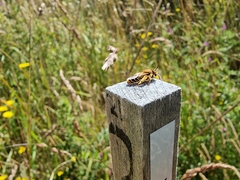 Leioproctus fulvescens