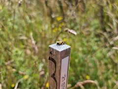 Leioproctus fulvescens