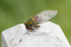 Macrotristria sylvara