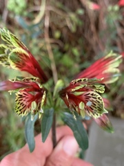 Alstroemeria psittacina