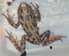 Hylambates maculatus