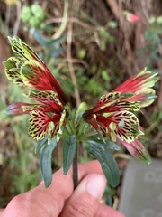 Alstroemeria psittacina