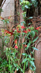 Alstroemeria psittacina