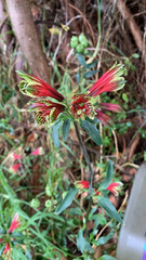 Alstroemeria psittacina