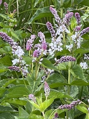 Veronica derwentiana