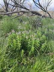 Veronica derwentiana