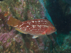 Notolabrus gymnogenis