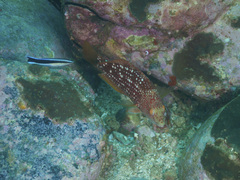 Notolabrus gymnogenis
