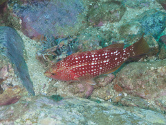 Notolabrus gymnogenis