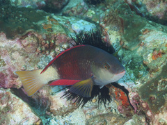 Notolabrus gymnogenis