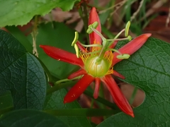 Passiflora cinnabarina