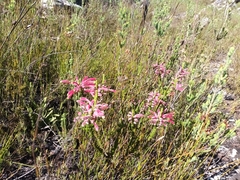Erica densifolia