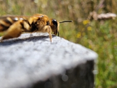 Leioproctus fulvescens
