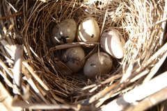 Emberiza schoeniclus