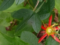 Passiflora cinnabarina