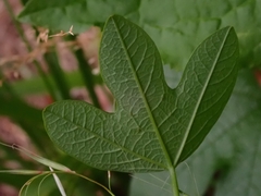 Passiflora cinnabarina