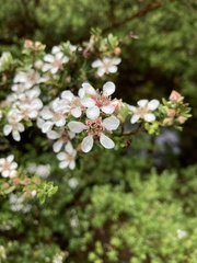 Leptospermum lanigerum