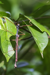 Marmessoidea vinosa
