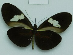 Heliconius himera