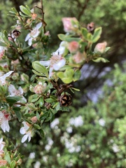 Leptospermum lanigerum
