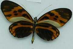 Heliconius numata bicoloratus
