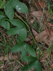 Passiflora cinnabarina