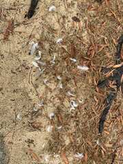 Larus argentatus smithsonianus