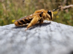 Leioproctus fulvescens
