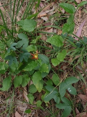 Passiflora cinnabarina