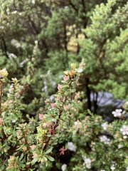 Leptospermum lanigerum