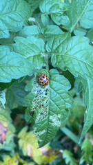 Henosepilachna vigintioctopunctata